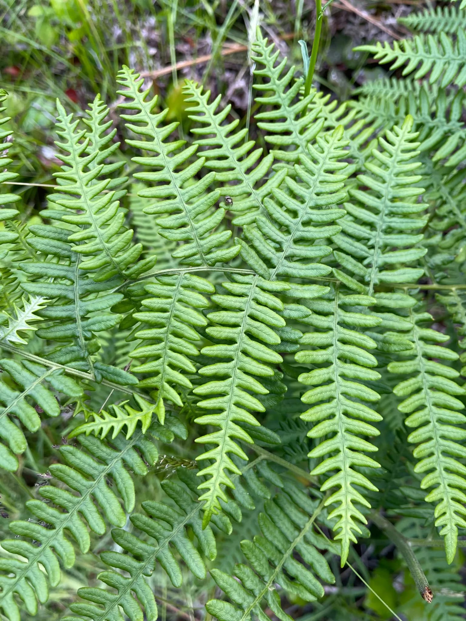 bracken fern